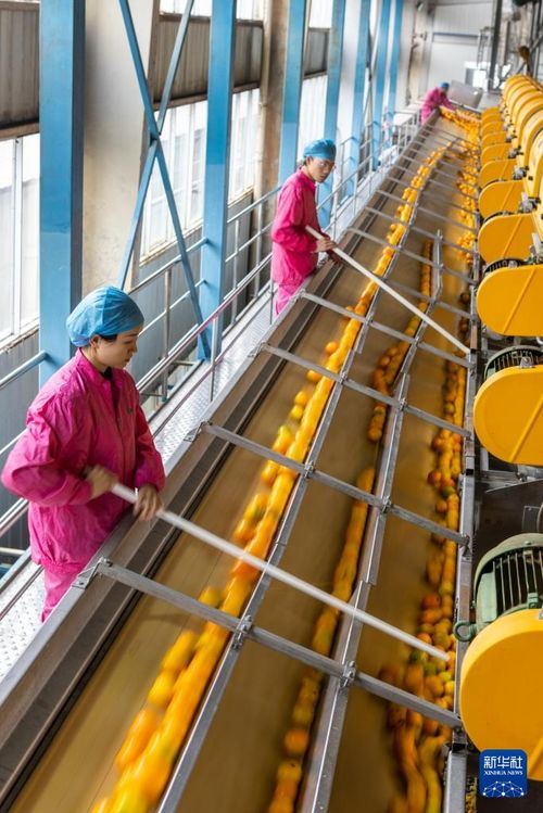 重庆开州 柑橘产业专业化发展，铺就强村富民新路径